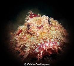 Mr Grumpy (Scorpionfish) by Calvin Oosthuysen 
